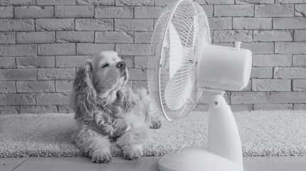 A dog lying in front of a cooling fan in a sitting room. 