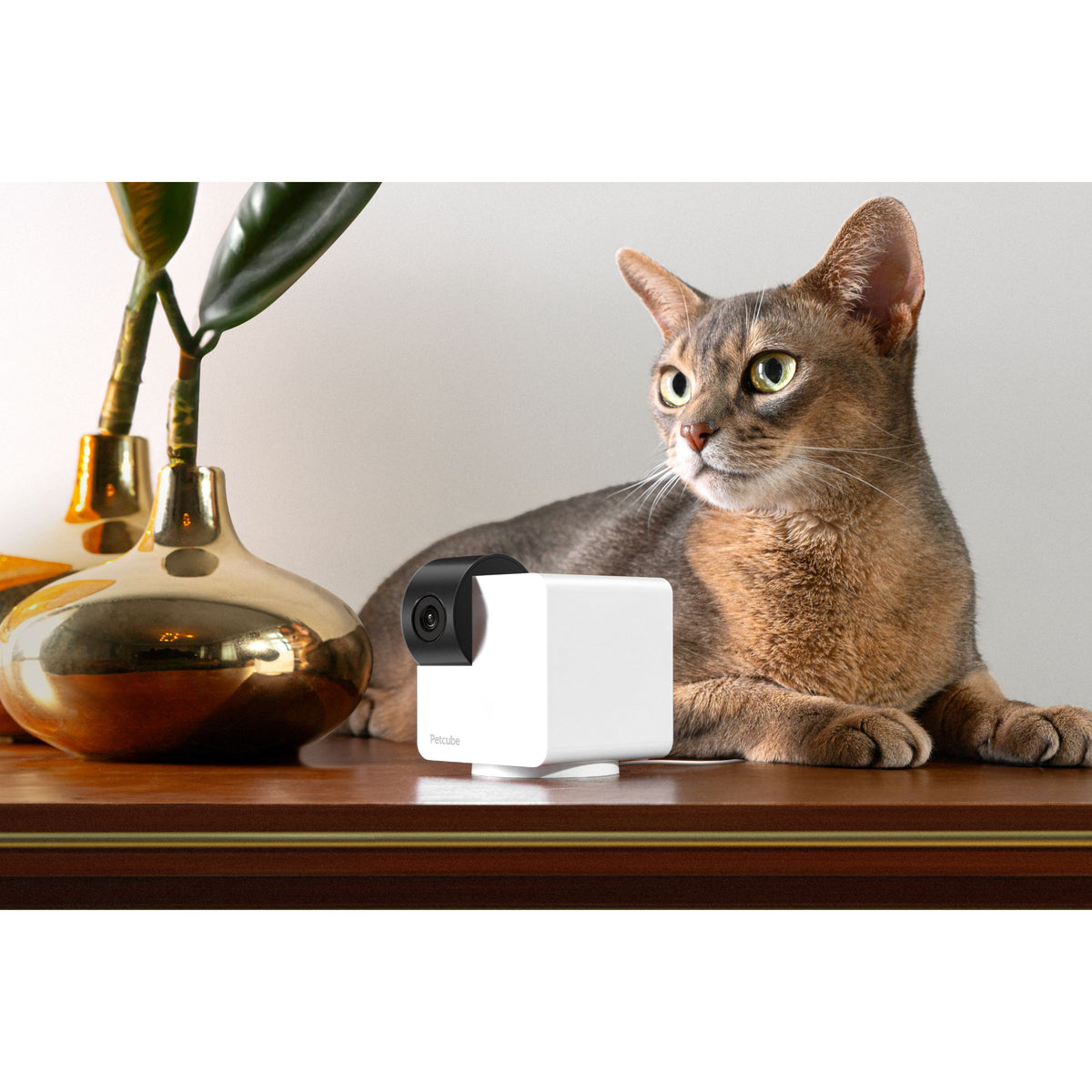 Petcube 360 Camera for Pet - White | 854592007523 from Petcube - DID Electrical