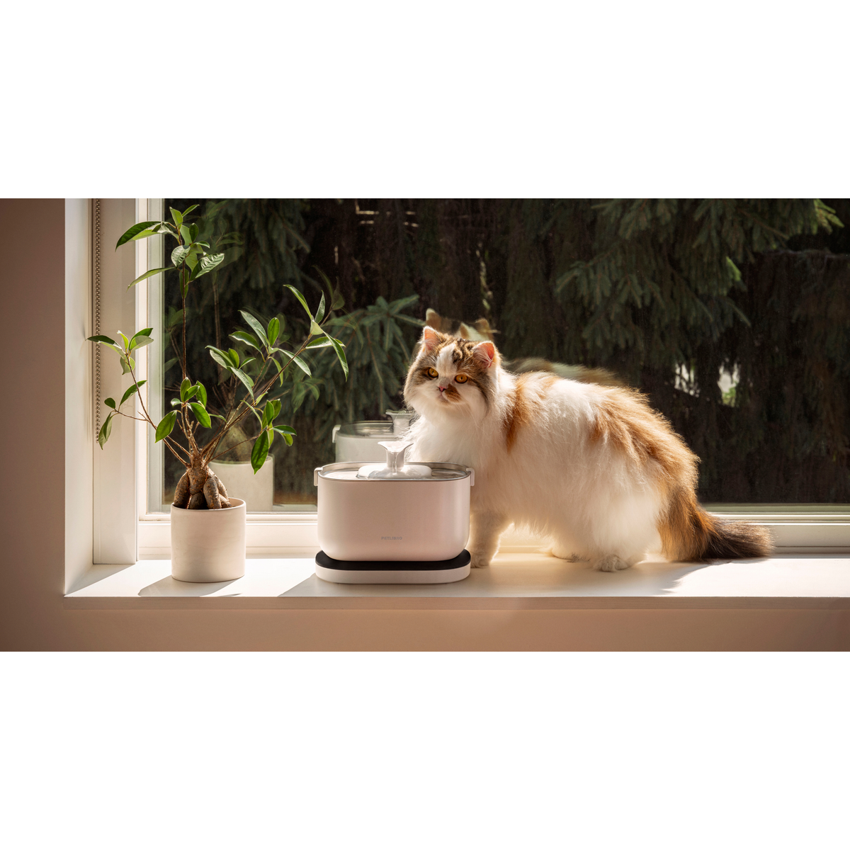 Petlibro Dockstream Cordless Water Fountain - White | PL-WF115-91W from Petlibro - DID Electrical
