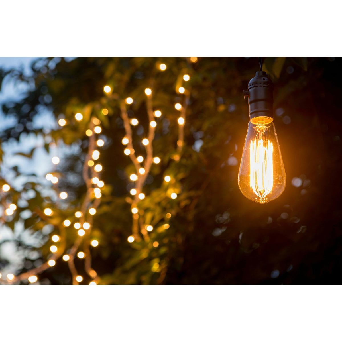 Secret Garden Collection Alina 10M LED Garden String Lights - Black | GL10F (7553815183548)